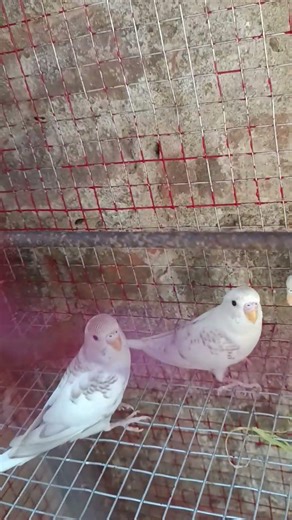 Baazigar parrot🦜🦜🥰👍#shorts 😱#viral #birds