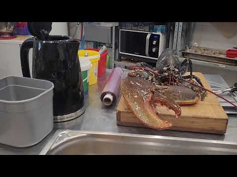 comment tuer un homard sans souffrance