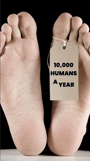 Assassin Bug FACTS - Do They Bite?