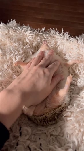 Rick on Instagram: "Nap time with belly rubs😌 Sweet memories with Pepper🥰"