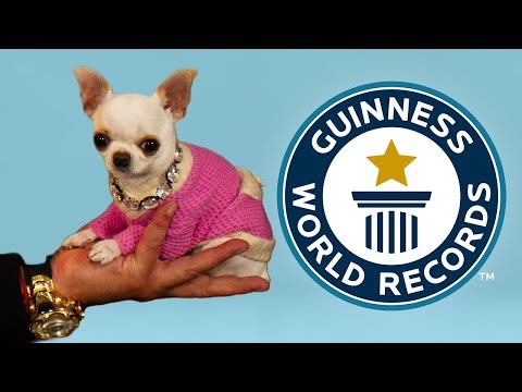 Toronto Humane Society highlights resources for pet parents in need