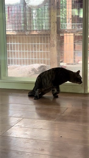 イブちゃん、保護犬の希望の光