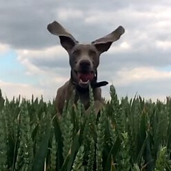 Apple picks 8 great user videos for its new 'Shot on iPhone' campaign, check them out