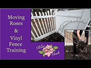 🌹 How to Move Roses & Train Climbing Roses on a Vinyl Fence | Climbing Supports & Ties