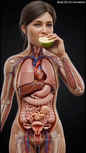 Realistic 3D Digestion Process: How the Body Eats and Digests Food | Human Anatomy Animation