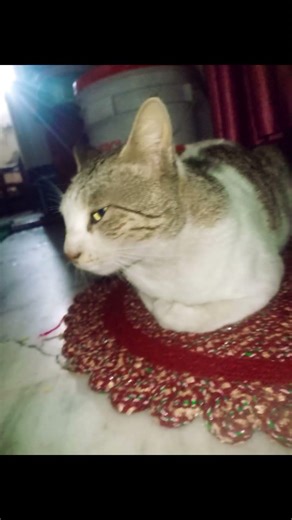 pretty professional model 😁🐾 #catvideos #supportmychannel #shortvideo