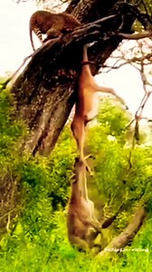 305K views · 1.3K reactions | Hyenas steals impala from leopard | Animal Future | Facebook