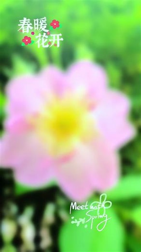 #蔷薇植物 #蔷薇种植技巧 #蔷薇花卉 #夏季蔷薇花 #粉蔷薇花丛 蔷薇花的花语是简单的爱