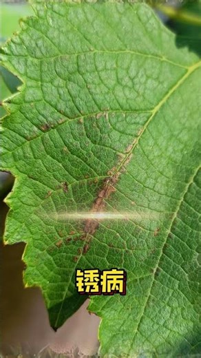 葡萄葉子病害的各種狀況介紹，讓你學會看葡萄葉子，從而對症下藥防治Various situations of grape leaf diseases are introduced