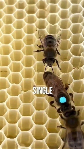 Why the Queen Bee Is Marked