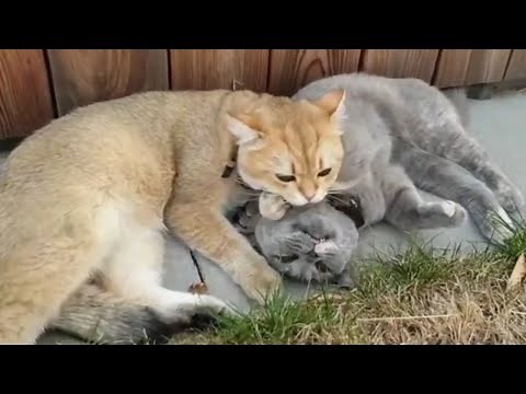 Adorable Romantic Cat Couples | Cat Affection