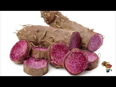 GROWING YAMS