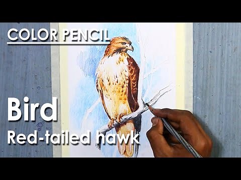 Colored Pencil Drawing : Bird - Red-tailed hawk