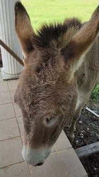 I Love My Donkey Jack #farmlifefun #donkey #cute #funny #animals #horse