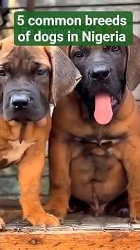 Do you know breeds of dogs in Nigeria #naijavetdoctor #doggie #doggydaycare #traineddogs #dogs