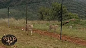 “A little change of scenery goes a long way! As part of their enrichment, our cats ofte get access to the passageway where they can see, smell, and greet the other cheetahs through the fence. New sights, scents, and social moments keep their minds sharp and spirits high!” | Running Wild Cheetah Conservation
