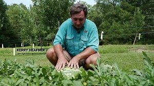 3.4K views · 92 reactions | LSU AgCenter horticulture agent Kerry Heafner discusses how to determine peak watermelon ripeness! | LSU AgCenter | Facebook