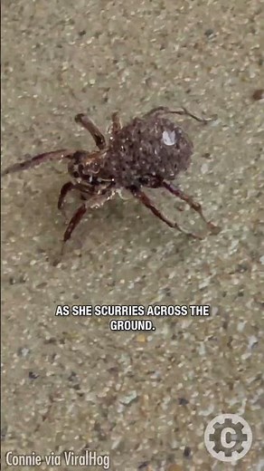 Spider Mom in Action: Protecting Her Young