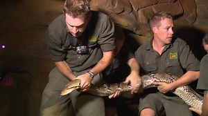 9.2K views · 237 reactions | Meet Atomic Betty-- a 21-foot long python that is considered one of the largest in the world! #PetVet | Dr. Chris Pet Vet | Facebook