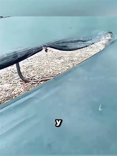 I set up a trampoline and wild animals arrived!