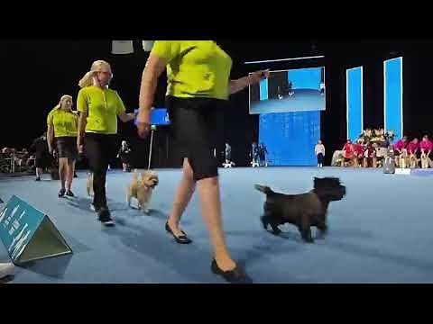 World Dog Show Helsinki Finland 2025 - Day 1