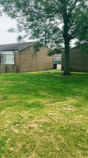 Amazon Mango on TikTok