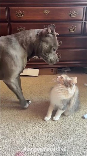 The Best Dog Fails Compilation You Can't Miss! #dogfails #funnydogs #petcomedy