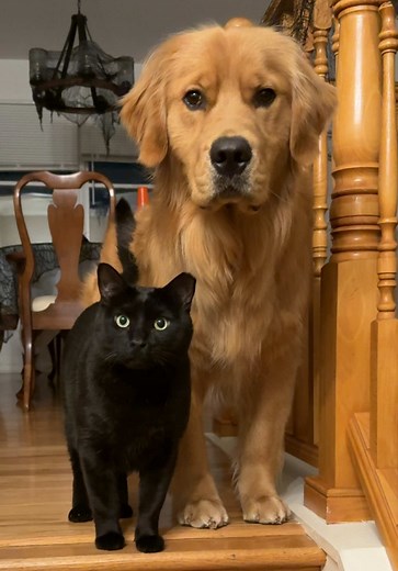 Golden Retriever and Black Cat: Best Friends Forever