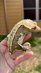 Whitewall, Pinstripe Yellow Crested Gecko with great Structure