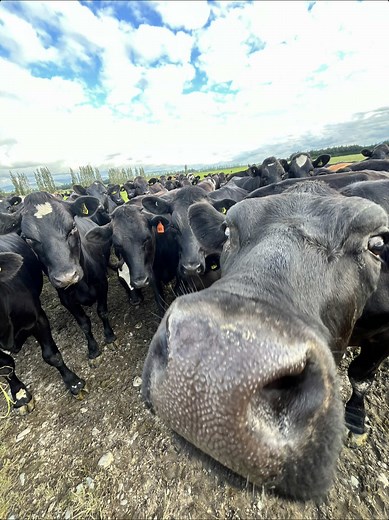 Exploring the Fascinating World of Cows