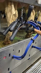 Latest Pregnancy Test Method _ How To Milk Cows On The Modernest Dairy Farm | Farm Factory