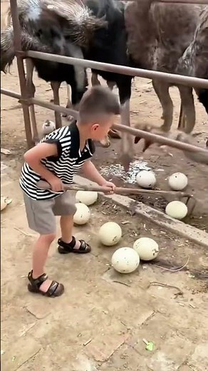 Why Farmers Catch Ostrich Eggs Mid-Air