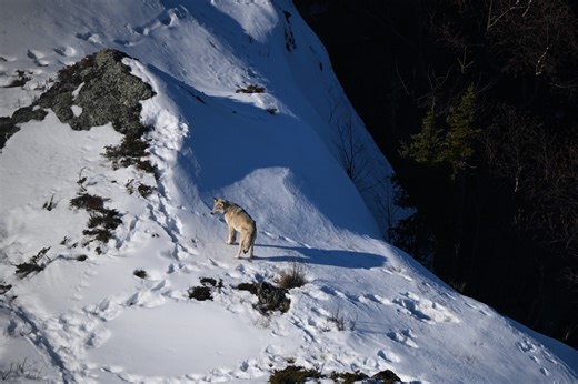 Did any Isle Royale wolves cross the Lake Superior ice bridge this winter?