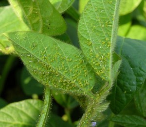 Soybean aphid - Alchetron, The Free Social Encyclopedia
