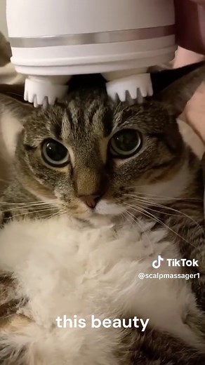 The best cat massager youv'e ever seen check our site now !! from our profile