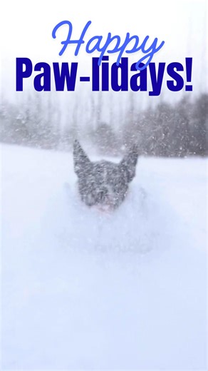 From our vet family to yours, we’re wishing you a season filled with love, laughter, and plenty of cuddles.🎄🐶🐱 | All Dogs and Cats Veterinary Hospital - New Castle