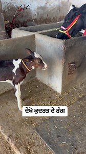 The Helper Roopa Sekhon on Reels