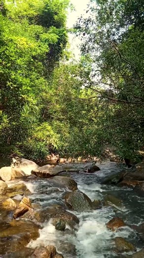 Soothing Water Stream & Birds Singing 🐦 Relaxing Nature Sounds