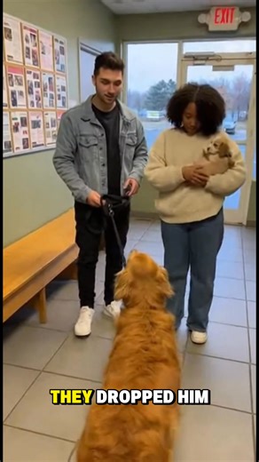 He Waited at 4:30 Every Day After being surrendered to a shelter, this older dog began standing by the entrance at the same time every afternoon. Staff later realized that was the time his owner used to come home from work. Some habits don’t fade. Some loyalty doesn’t either. This is a fictional AI-generated story about overlooked shelter animals and the routines they never forget. #NoOneNoticed #dog #animalstory #shelterdog #emotional #shorts #quietstory #doglover dog waiting story, senior dog 