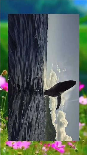 Jaw-Dropping Whale Breach! 🐋 The Ocean’s Most Powerful Moment Caught on Camera