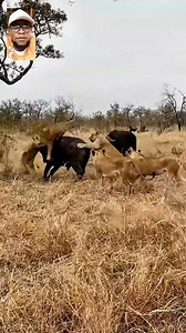 Lion Pride Fîght Agaiñst Buffalo Herd | Entertainment Access