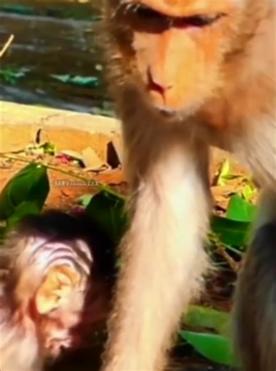3.5K views · 71 reactions | After young Mother leaving, The tiny baby monkey feels scared crying out, then making a sweet kiss | Monkey Video | Facebook