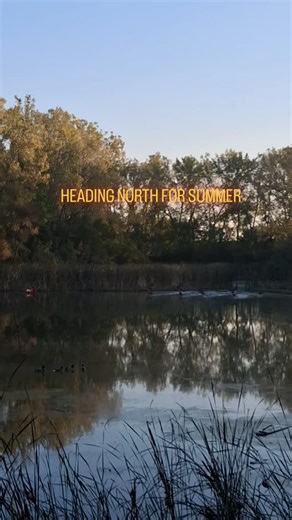 Im tired of the f$cking sh!t. #geese #nature #migratorybirds #springmigration #calmnature🌲 | Godsil Tony