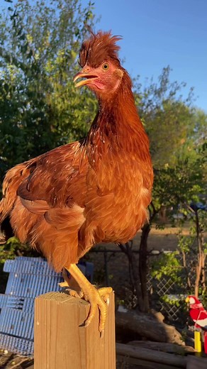 8.6K views · 146 reactions | Adorable 殺 lol she has 5 toes on one feet | she’s unique | My lovely Animals | Facebook