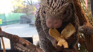 81K views · 7K reactions | Rico loves his bananas. Did you know Rico is now on cameo? That means you can send someone a personalized greeting from him! Click here to learn more - https://www.cameo.com/ricotheporcupine?qid=1607528364 | Cincinnati Zoo & Botanical Garden | Facebook