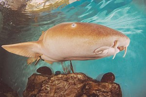 Sharks - Clearwater Marine Aquarium