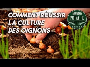 Comment réussir la culture des oignons au potager