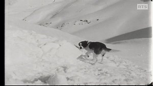 Visite en 1966 aux chanoines de l’Hospice du Grand Saint-Bernard qui poursuivent la tradition d'hospitalité aux voyageurs. L'occasion d’observer les techniques de dressage des célèbres chiens Saint-Bernard, dont le flair et l'instinct ont sauvé de nombreuses vies. | Les archives de la RTS