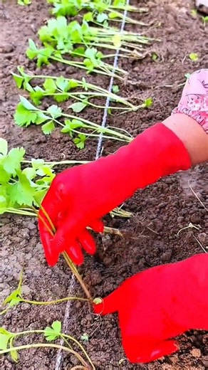 worker uses a hydraulic splitter to cut large logs for firewood.