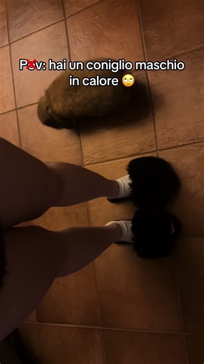 Amanda Melissa su TikTok